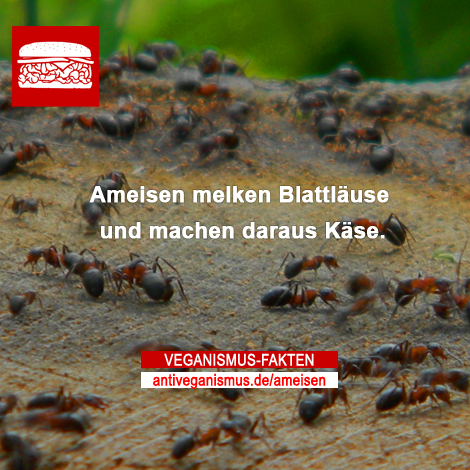 Ameisen melken Blattläuse und machen daraus Käse.